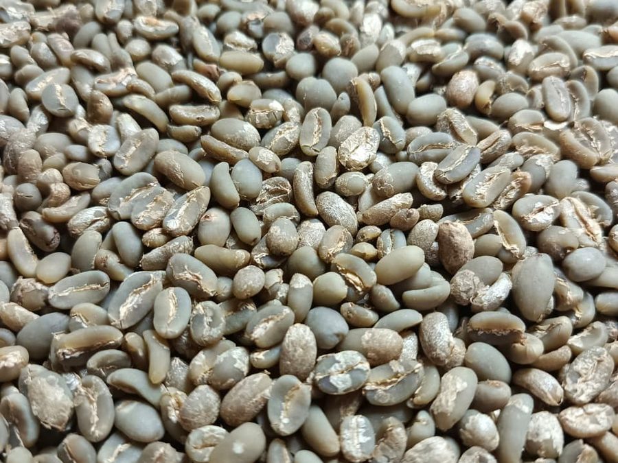 Long Berry green coffee beans